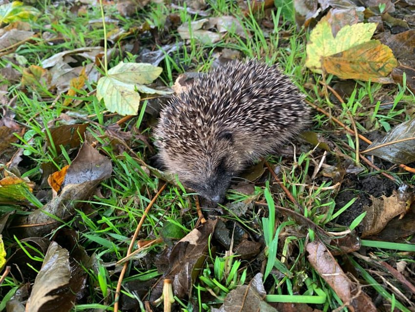 Image of Hedgehog Rescue